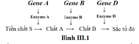 Ở một loài thực vật, tính trạng màu hoa do 3 cặp gene A, a; B, b; D, d phân li độc lập cùng quy định. Kiểu tương tác giữa 3 cặp gene được mô tả bằng sơ đồ Hình III.1. (ảnh 1)