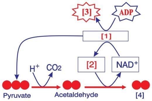 Dựa v&agrave;o sơ đồ t&oacute;m tắt giai đoạn qu&aacute; tr&igrave;nh ph&acirc;n giải kị kh&iacute; ph&acirc;n tử đường glucose trong tế b&agrave;o nh&acirc;n thực sau đ&acirc;y:     Vị tr&iacute; số mấy [?] tr&ecirc;n sơ đồ l&agrave; ethanol?       (ảnh 1)