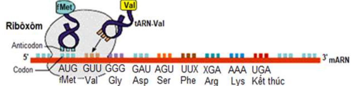 Hình dưới dây mô tả quá trình dịch mã ở một sinh vật     a) Hình trên mô tả quá trình dịch mã ở sinh vật nhân sơ hay nhân thực? Giải thích. (ảnh 1)