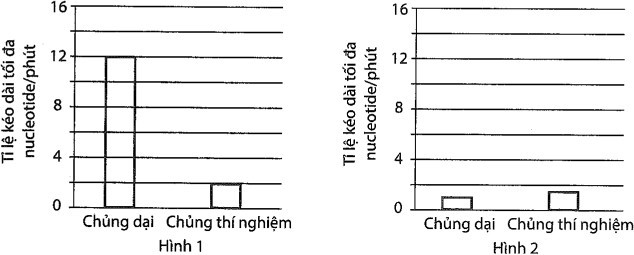 Các nhà khoa học nghiên cứu tốc độ phiên mã của một loại RNA polymerase chứa đột biến thay thế một amino acid so với chủng nấm men thông thường. Họ tiến hành 2 thí nghiệm và thu được kết quả như sau: (ảnh 1)