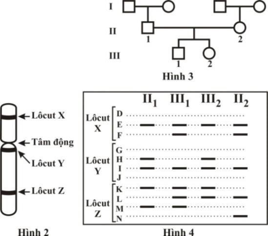 Hội chứng Patau ở người là một bệnh di truyền gây ra do có 3 NST số 13. Trên NST số 13 có ba locus gene X, Y và Z, trong đó locus Y ở gần tâm động (Hình 2) (ảnh 1)