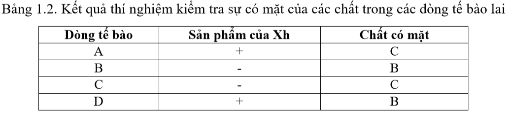 Hai enzyme X và Y xúc tác con đường chuyển hóa chất A thành chất C thông qua chất trung gian B ở động vật có vú. Nhằm xác định các gene Xh và Yh (gene mã hóa enzyme X và Y của người) (ảnh 2)