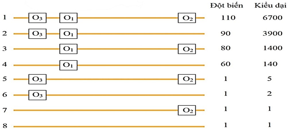 Ở vi khuẩn E.coli kiểu dại, vùng O của operon lac có ba vị trí phân biệt gọi là O1, O2 và O3.  (ảnh 1)