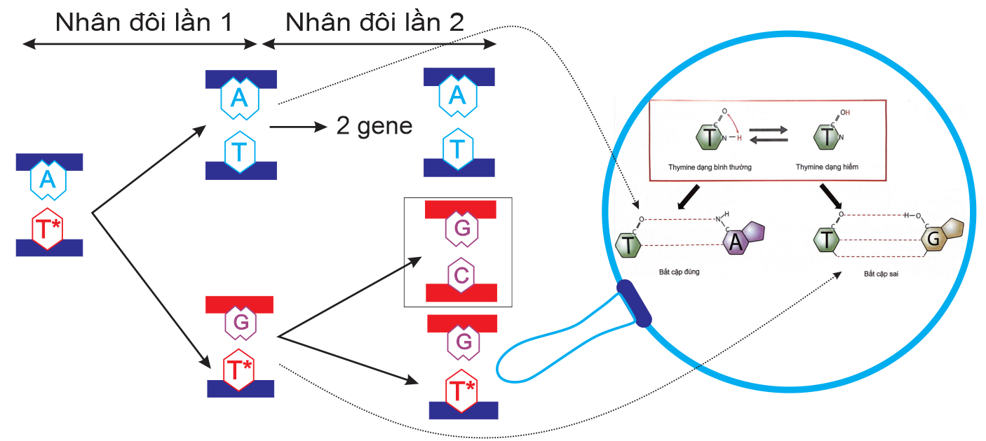Hình sau đây mô tả cơ chế xảy ra đột biến. (ảnh 1)