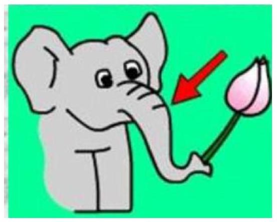 Đây là gì?   A. mũi hoa sen		B. vòi hoa sen		C. vòi voi			D. ngà voi (ảnh 1)