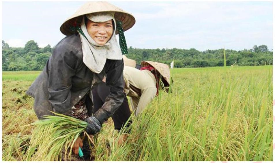 Các danh từ chỉ vật xuất hiện trong bức tranh sau là:   a/ nón, lúa, khăn	b/ ô, cưa, đò		c/ ủng, kéo, chổi	d/ quạt, xe đạp, thuyền (ảnh 1)