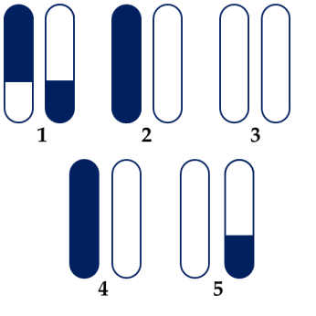 Hình bên thể hiện sơ đồ một cặp nhiễm sắc thể thường của một gia đình chuột lang gồm có 1 cá thể bố, 2 cá thể mẹ và 2 cá thể con.  (ảnh 1)