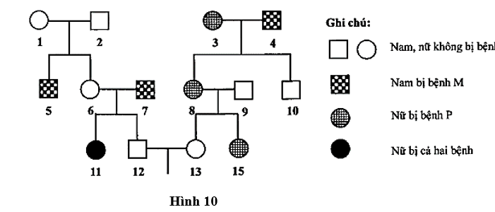 Phả hệ ở Hình 8 mô tả sự di truyền 2 bệnh ở người: Bệnh P do một trong hai allele của một gene quy định, bệnh M do một trong hai allele của một gene nằm ở vùng không tương đồng trên nhiễm sắc thể giới tính X quy định.  (ảnh 1)