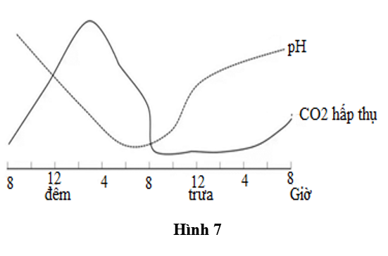 H&igrave;nh 7 thể hiện lượng CO2 hấp thu của c&acirc;y v&agrave; độ pH của tế b&agrave;o thực vật được đo tại c&aacute;c thời điểm trong ng&agrave;y.  (ảnh 1)
