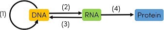 Cho sơ đồ thể hiện quá trình truyền đạt thông tin di truyền như sau: Có bao nhiêu nhận định đúng trong số các nhận định sau khi nói về các quá trình diễn ra trên sơ đồ trên? (ảnh 1)