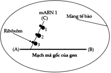Có bao nhiêu phát biểu sai khi nói về cơ chế di truyền phân tử được thể hiện ở hình bên? (ảnh 1)