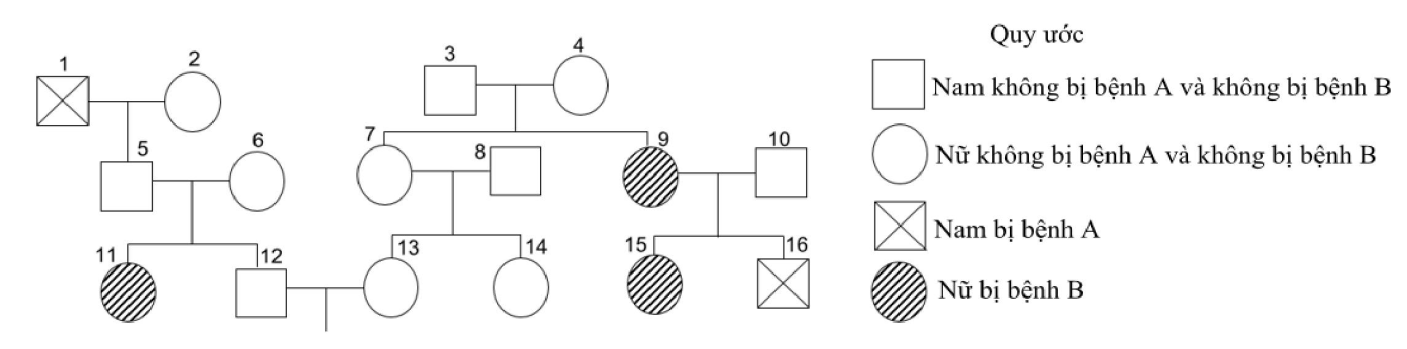 Cho biết mỗi bệnh do 1 trong 2 allele của 1 gene quy định, người số 10 kh&ocirc;ng mang allele g&acirc;y bệnh A, người số 8 mang allele g&acirc;y bệnh B v&agrave; c&aacute;c gene ph&acirc;n li độc lập.  (ảnh 1)