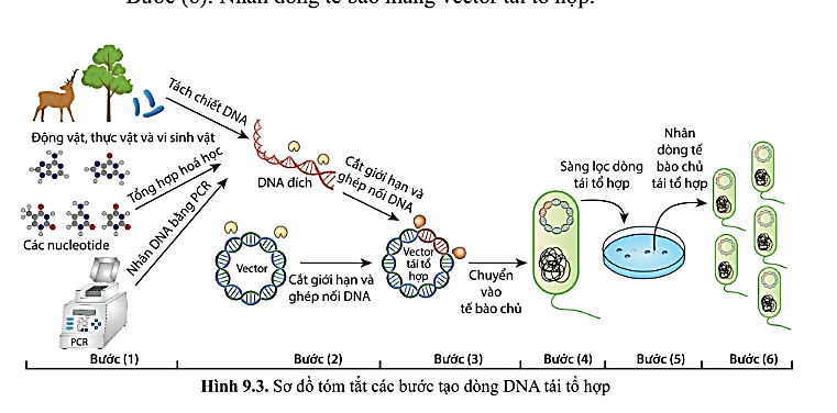 Ph&ograve;ng nghi&ecirc;n cứu sinh học ph&acirc;n tử của thầy Ho&agrave;ng chuy&ecirc;n l&agrave;m c&aacute;c th&iacute; nghiệm li&ecirc;n quan đến t&aacute;ch chiết v&agrave; tạo DNA t&aacute;i tổ hơp, ứng dụng trong c&ocirc;ng t&aacute;c tạo vaccine (ảnh 1)