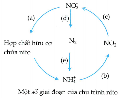 Trong quang hợp, hình dưới đây mô tả pha tối trong quang hợp ở tế bào thực vật. Hãy điền tên các chất 1,2,3,4,5. (ảnh 2)