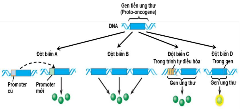 Hình bên mô tả 4 dạng đột biến (A, B, C, D) làm cho gene tiền ung thư phát sinh thành gene ung thư. (ảnh 1)