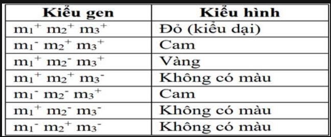 Nghiên cứu con đường tổng hợp sắc tố ở một loài vi khuẩn, người ta thấy vi khuẩn kiểu dại có màu đỏ. Các chủng đột biến có các màu sắc khác nhau liên quan đến các gene tổng hợp enzyme xúc tác cho con đường chuyển hóa được thể hiện ở bảng dưới: (ảnh 1)