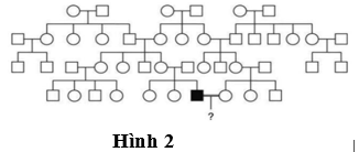 Một dạng bệnh điếc ở người do đột biến gene lặn trên nhiễm sắc thể X gây ra. Một người đàn ông mắc dạng điếc này kết hôn với một người phụ nữ bình thường. (ảnh 1)