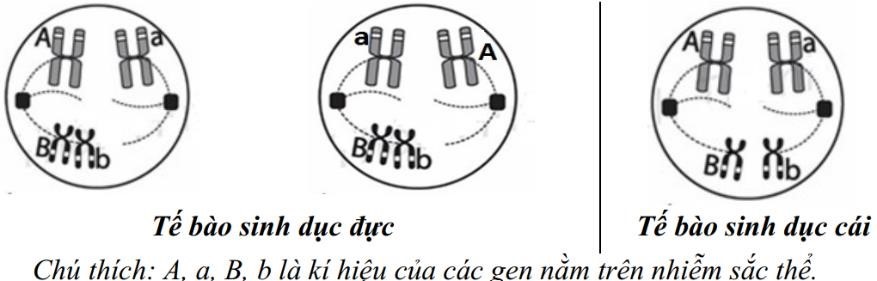 Ở một loài động vật, quan sát quá trình giảm phân ở cơ thể đực và cái đều có kiểu gen AaBb, người ta ghi nhận diễn biến nhiễm sắc thể ở kì sau của giảm phân I ở 2 tế bào sinh dục đực và 2 tế bào sinh dục cái được mô tả như hình bên. (ảnh 1)