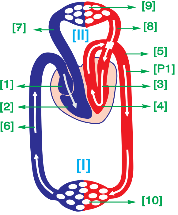 Quan sát hình dưới đây và thể hiện vị trí của: động mạch phổi, tâm nhĩ trái, tĩnh mạch chủ (bằng các số chỉ vị trí, viết liên tiếp).  (ảnh 1)