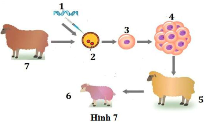 Hình 7 mô tả quy trình tạo động vật biến đổi gene, hãy cho biết con cừu số bao nhiêu trong tế bào của cơ thể nó có chứa gene ngoại lai? (ảnh 1)