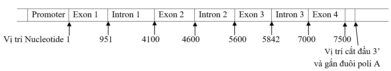 Một đoạn phân tử DNA bước vào quá trình             tự nhân đôi như hình 1.1. Trong các đoạn mạch I, II, III, IV, đoạn mạch nào tổng hợp mạch mới liên tục, đoạn mạch nào tổng hợp mạch mới gián đoạn? (ảnh 2)