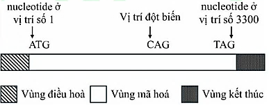 Một gene ở sinh vật nhân sơ có cấu trúc được thể hiện ở hình bên; trong đó, ATG và TAG lần lượt là mã mở đầu và mã kết thúc của gene. Một đột biến thay thế cặp nucleotide làm biến đổi bộ ba CAG thành TAG (ảnh 1)