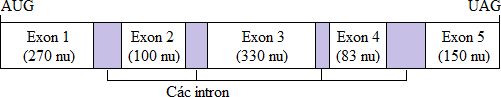 Cho biết một bản sao sơ cấp pre-mARN vừa được phiên mã từ một gen phân đoạn có các exon và các intron với số nucleotit tương ứng như sau: (ảnh 1)