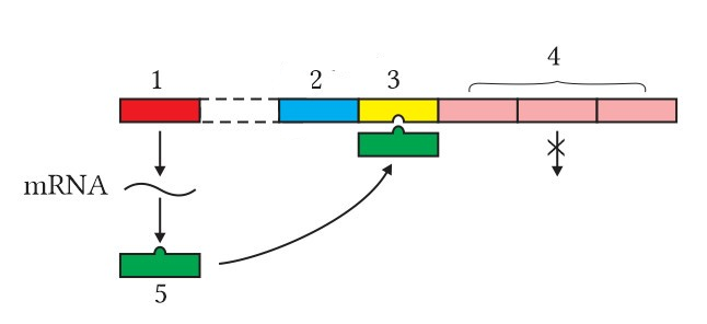 Trong mô hình cấu trúc của Operon Lac, vùng số (2) là nơi (ảnh 1)