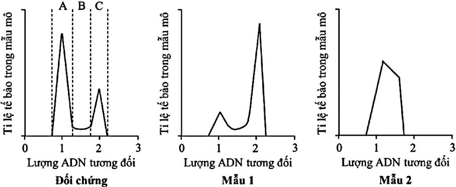 Thí nghiệm được thực hiện để tìm hiểu tác dụng ức chế chu kỳ tế bào của hai loại thuốc X và Y ứng dụng để điều trị ung thư trực tràng (ảnh 1)
