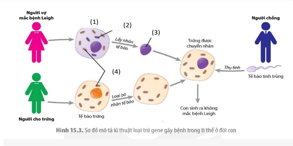 Vào năm 2016, bằng kỹ thuật loại trừ gen gây bệnh trong ti thể ở đời con, các nhà khoa học Mexico đã thành công trong việc giúp một người mẹ mang gene đột biến trong ti thể quy định hội chứng Leigh (ảnh 1)