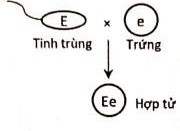 Một loài thực vật, tính trạng màu sắc hoa do 1 gene có 2 allele là E và e nằm ở lục lạp quy định, trong đó allele E quy định hoa đỏ trội hoàn toàn so với allele e quy định hoa trắng. Thực hiện phép lai (P): ♂ cây trắng × ♀ cây hoa đỏ (ảnh 2)
