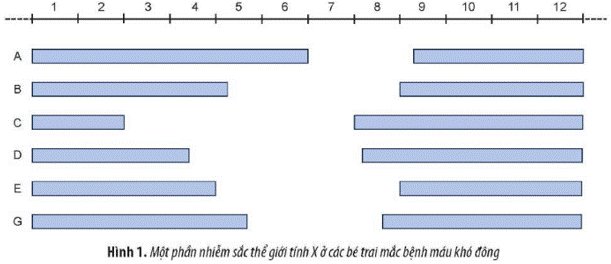 Ở người, bệnh máu khó đông do đột biến gene lặn nằm trên nhiễm sắc thể giới tính X dẫn đến thiếu hụt yếu tố antihemophilic A và antihemophilic B tham gia vào quá trình đông máu nên không thể hình thành cục máu đông.  (ảnh 1)