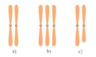 Dưới đây là hình ảnh trạng thái các nhiễm sắc thể trong cặp tương đồng. Quan sát hình ảnh và cho biết mỗi nhận xét dưới đây là đúng hay sai ? (ảnh 1)