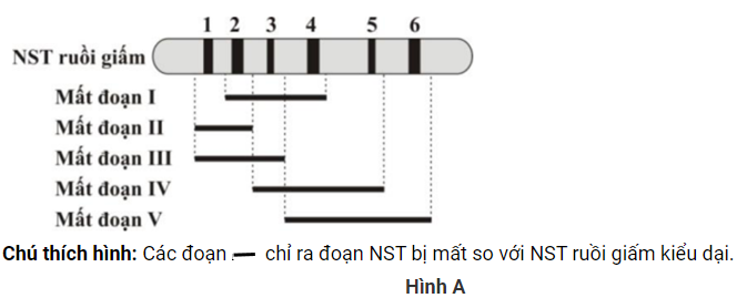 Hình A sau đây mô tả một đoạn NST từ tế bào tuyến nước bọt của ấu trùng ruồi giấm có 6 băng (kí kiệu từ 1 đến 6) tương ứng với 6 locus gen khác nhau c (ảnh 1)