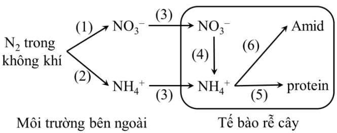 Quá trình chuyển hóa nitrogen ở môi trường và trong tế bào thực vật được mô tả theo sơ đồ sau: (ảnh 1)