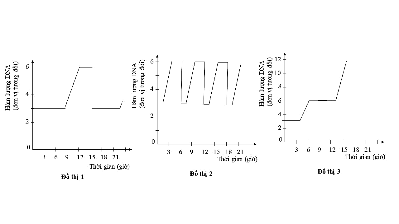 Câu 27.	Khi nghiên cứu sự thay đổi hàm lượng tương đối của DNA ở tế bào biểu bì ở người, tế bào phôi sớm của nhím,  (ảnh 1)