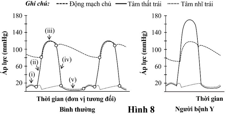 Hình sau mô tả sự tương quan giữa áp suất ở động mạch chủ, tâm thất trái, tâm nhĩ trái trong các chu kì hoạt động tim ở một người khỏe mạnh bình thường  (ảnh 1)