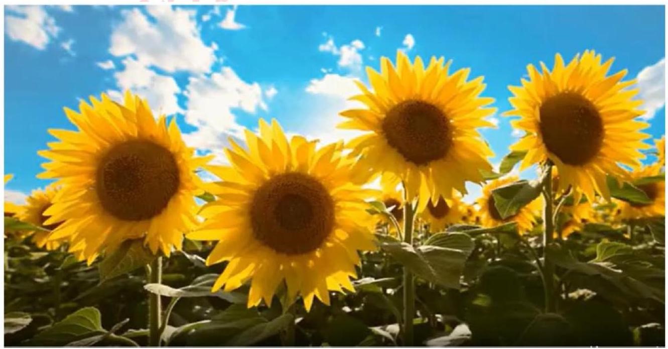 Chọn đáp án thích hợp để hoàn thành Câu sử dụng biện pháp so sánh mô tả hình ảnh sau: (ảnh 1)