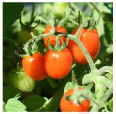 Điền các tính từ thích hợp trong ngoặc đơn vào chỗ trống để hoàn thiện đoạn văn miêu tả quả cà chua. (ảnh 1)