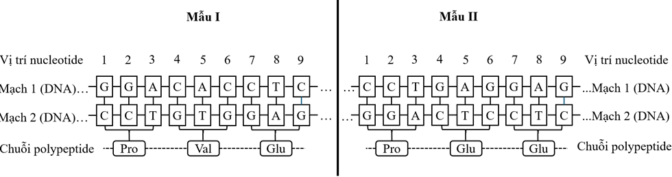 Ở người, xét một gene gồm hai allele: allele B mã hóa protein M1, không gây bệnh M; allele b mã hóa protein M2, gây bệnh M.  (ảnh 1)