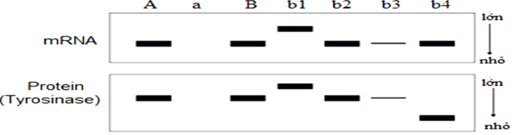 Ở chuột túi Wallaby, nếu tyrosinase không hoạt động, sắc tố melanin sẽ không được tổng hợp và gây ra bệnh bạch tạng.  (ảnh 1)
