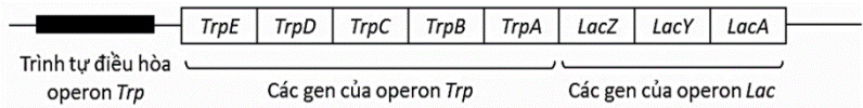 Để nghiên cứu về sự điều hòa theo mô hình operon ở tế bào vi khuẩn E. Coli, các nhà khoa học đã thiết kế một “operon lai”, trong đó chứa trình tự các gene của operon tryptophan (Trp) và operon Lactose (Lac) (ảnh 1)