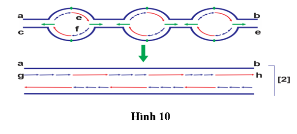 H&igrave;nh 10 m&ocirc; tả kh&aacute;i qu&aacute;t qu&aacute; tr&igrave;nh t&aacute;i bản DNA. Để tổng hợp hai ph&acirc;n tử DNA ở [2] cần c&oacute; bao nhi&ecirc;u đoạn mồi được tạo ra trong qu&aacute; tr&igrave;nh t&aacute;i bản n&agrave;y?  (ảnh 1)
