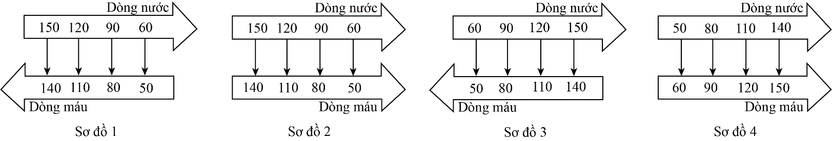 Sơ đồ nào sau đây thể hiện trao đổi O2 (thông qua sự chênh lệch phân áp khí O2 (mmHg) giữa dòng nước và dòng máu chảy trong mao mạch mang của cá xương? (ảnh 1)