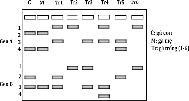 Khi điện di trình tự hai gene (A và B, mỗi gene có 2 allele) của một con gà con (C), là con của gà mẹ (M) và một trong sáu gà trống (Tr) trong một quần thể được bản kết quả như hình sau. (ảnh 1)
