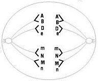 Cho h&igrave;nh vẽ qu&aacute; tr&igrave;nh ph&acirc;n b&agrave;o của một tế b&agrave;o (Y) ở một c&acirc;y lưỡng bội X c&oacute; kiểu gene dị hợp về tất cả c&aacute;c cặp gene.  (ảnh 1)