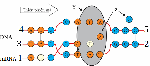 Hình dưới mô tả quá trình phiên mã 1.Hãy xác định a.Chiều cúa các mạch ở vị trí 1,2,3,4,5 là đầu 5’hay đầu 3’. (ảnh 1)