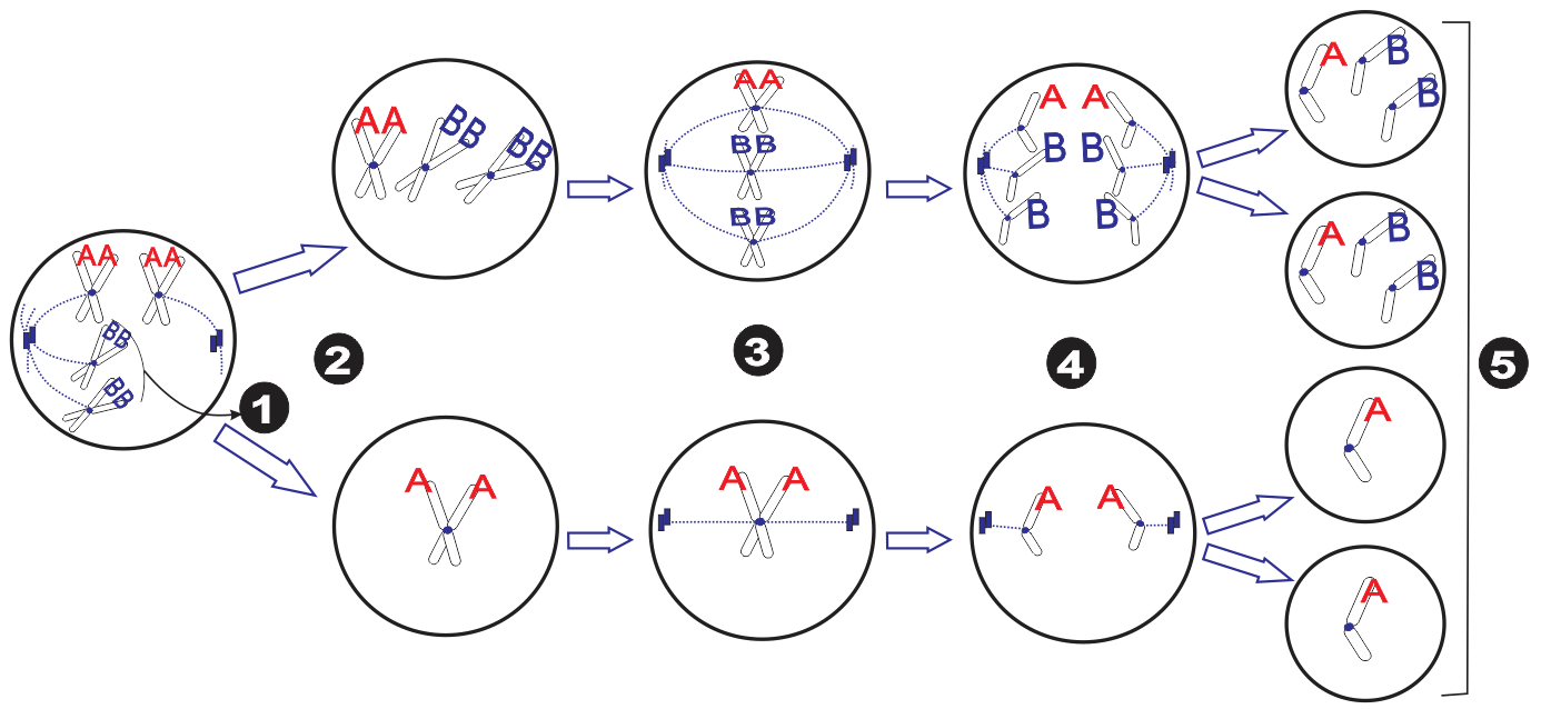 Câu 1.	Sơ đồ sau mô tả sự giảm phân tạo giao tử của tế bào sinh dục. (ảnh 1)