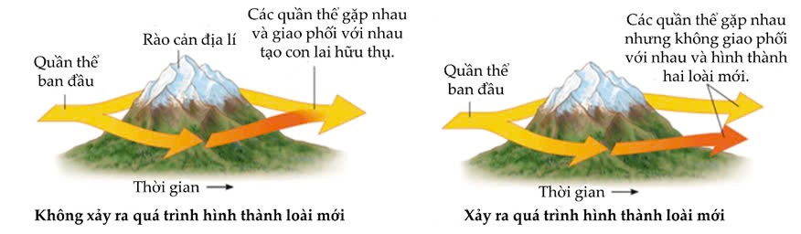H&igrave;nh dưới đ&acirc;y m&ocirc; tả qu&aacute; tr&igrave;nh h&igrave;nh th&agrave;nh lo&agrave;i mới  &nbsp;&nbsp;&nbsp; 1. Dưới t&aacute;c động của chọn lọc tự nhi&ecirc;n, l&agrave;m thay đổi tần số allele c&aacute;c quần thể &agrave; tạo kiểu gene mới, c&aacute;ch li sinh sản với quần thể ban đầu &agrave; h&igrave;nh th&agrave;nh lo&agrave;i mới.&nbsp; (ảnh 1)
