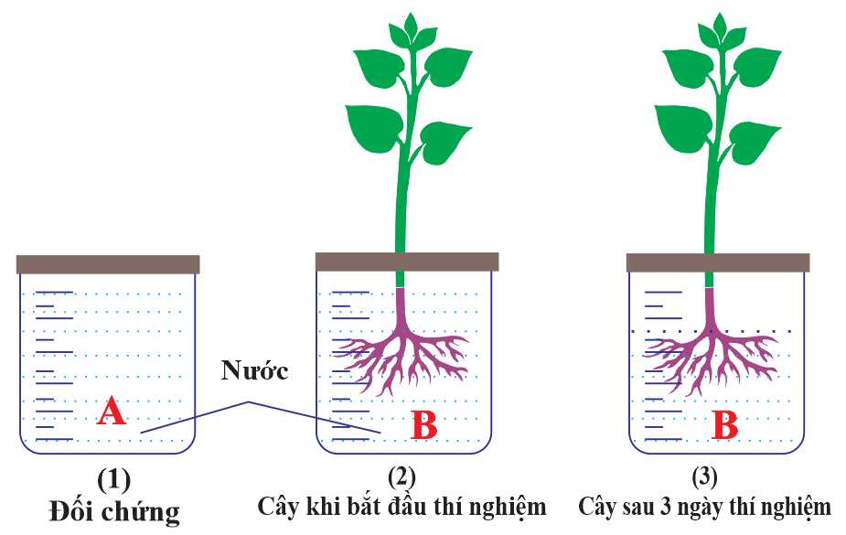 Thí nghiệm về sự trao đổi nước ở thực vật được mô phỏng như trong Hình 2. Giả sử các điều kiện thí nghiệm ở hai bình A và B như nhau và sự bay hơi là không đáng kể. Phát biểu nào sau đây đúng? (ảnh 1)